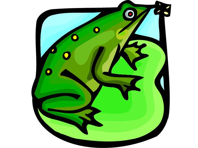 an amphibian