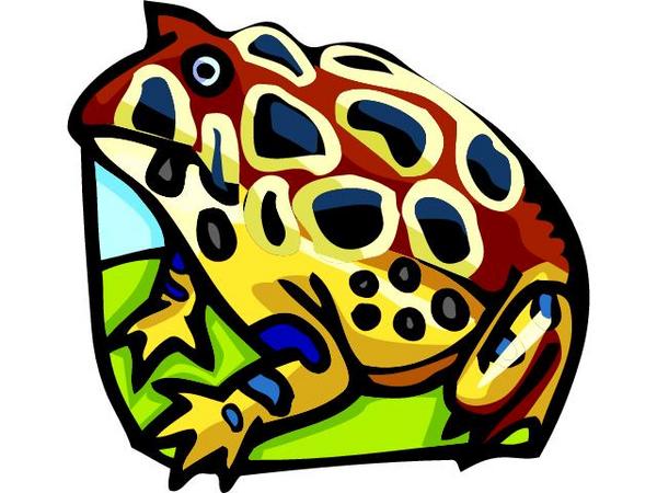a colorful amphibian